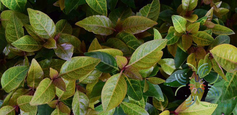 ประกายทอง Pseuderanthemum carruthersii var. reticulatum