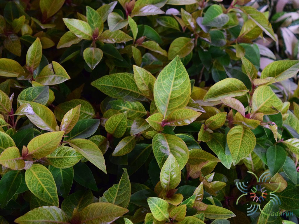 ประกายทอง Pseuderanthemum carruthersii var. reticulatum