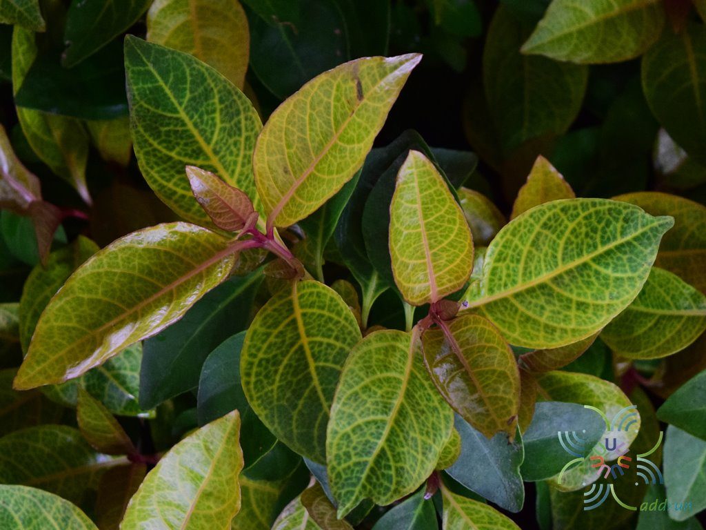 ประกายทอง Pseuderanthemum carruthersii var. reticulatum