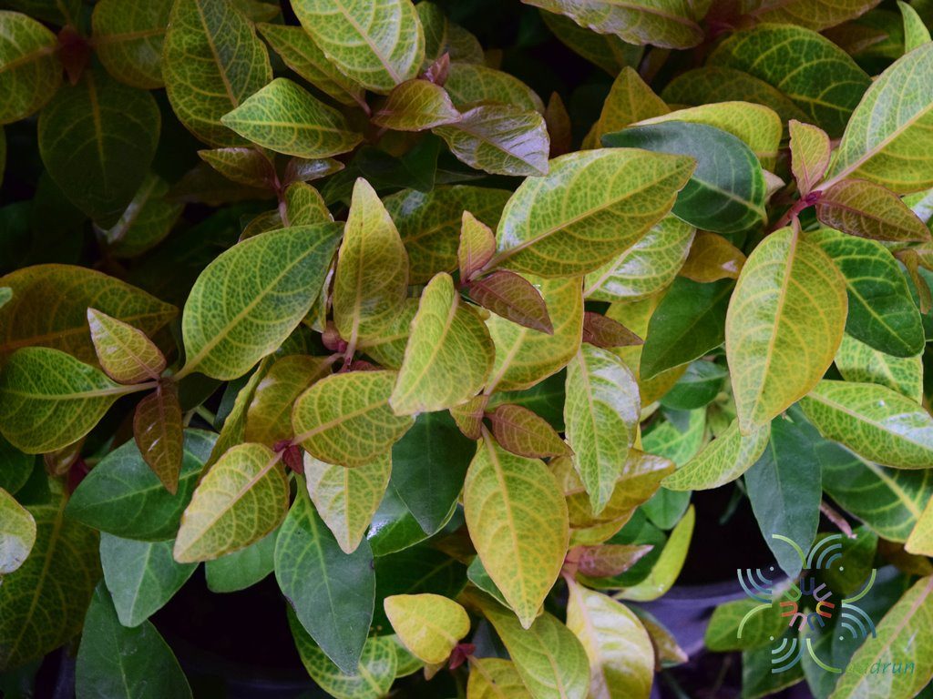 ประกายทอง Pseuderanthemum carruthersii var. reticulatum