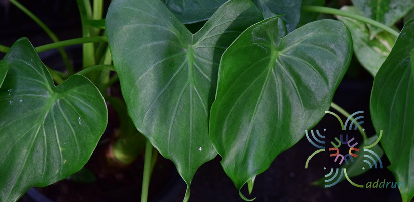 นางกวัก Alocasia cucullata (Lour.) G.Don