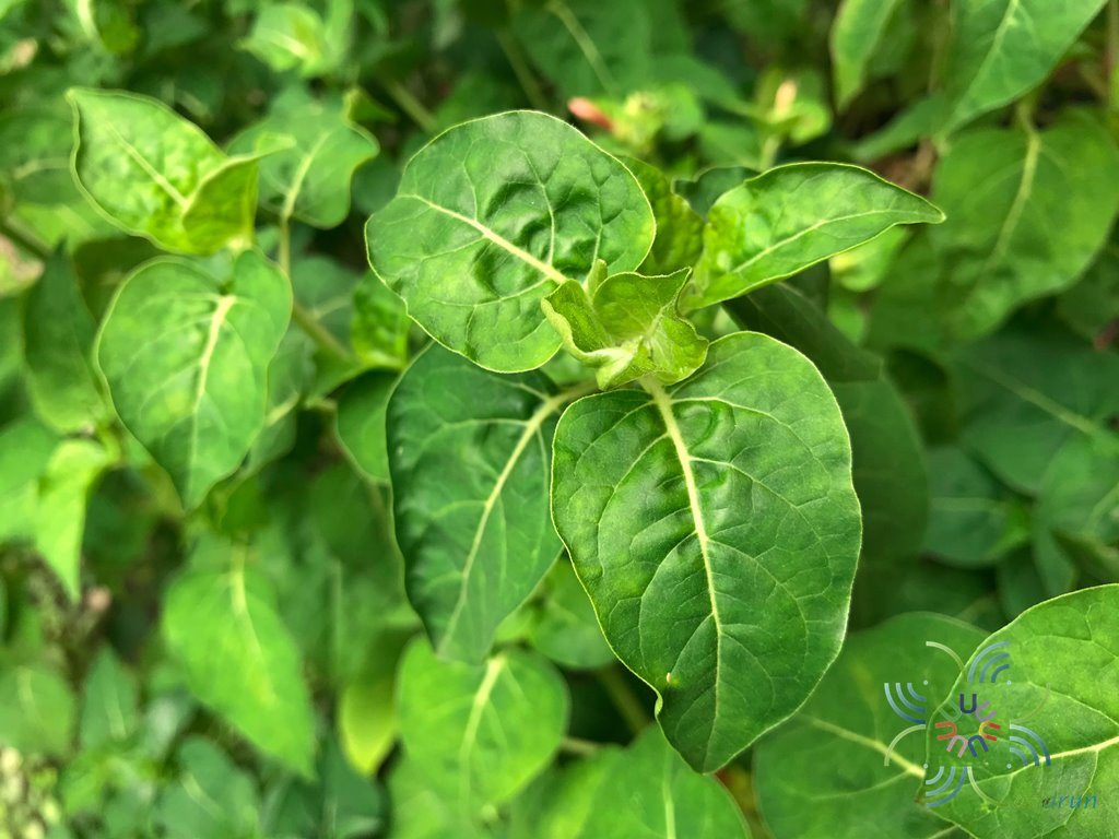 บานเย็น Mirabilis jalapa L.