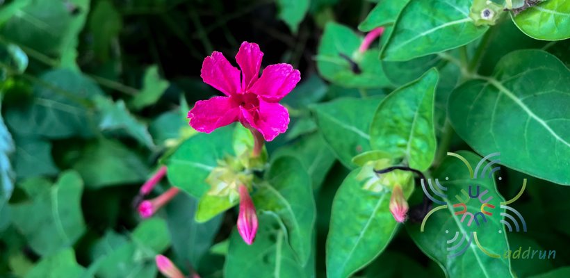 บานเย็น Mirabilis jalapa L.