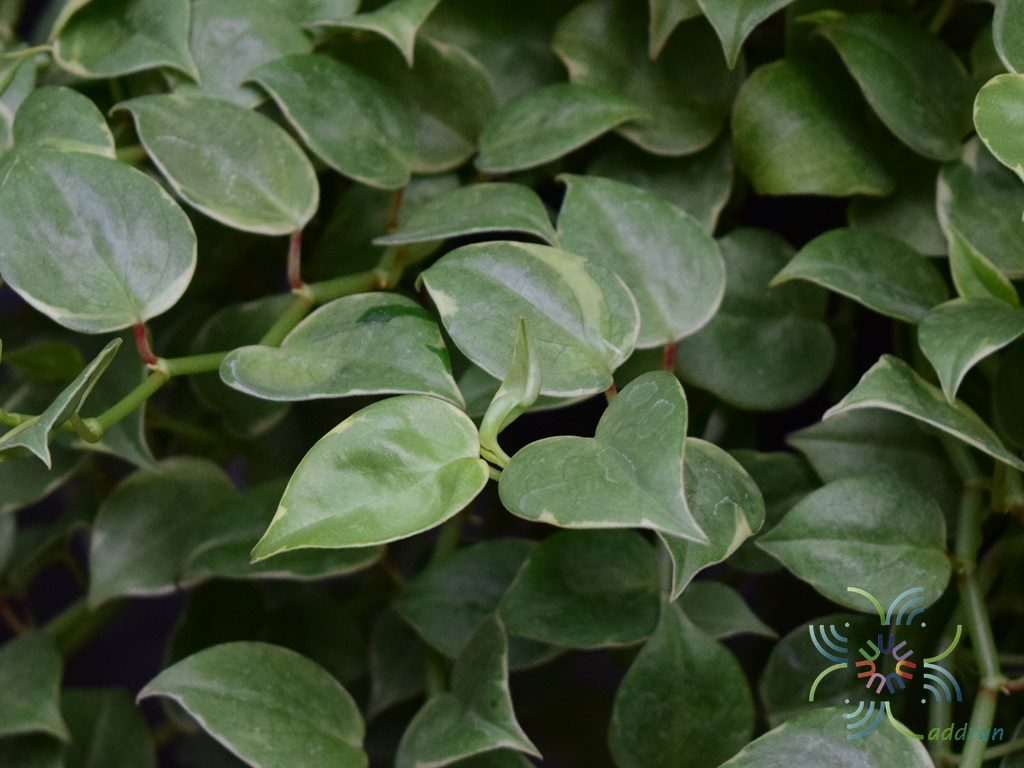 เปปเปอร์โรเมียเลื้อยด่าง Peperomia scandent Ruiz & Pav. 