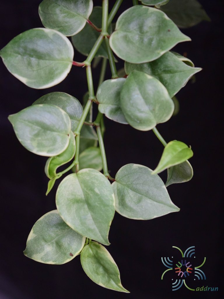 เปปเปอร์โรเมียเลื้อยด่าง Peperomia scandent Ruiz & Pav. 