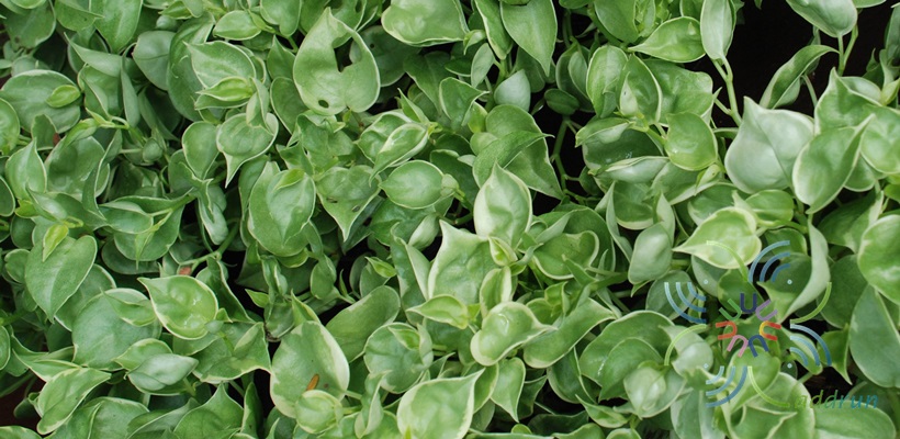 เปปเปอร์โรเมียเลื้อยด่าง Peperomia scandent Ruiz & Pav. 
