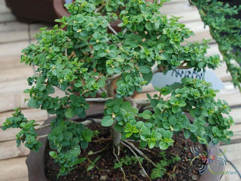 ไทรเพรมน่า Ficus sp.