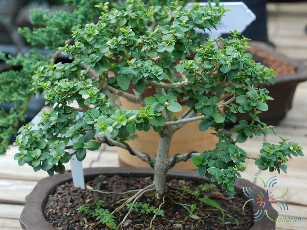 ไทรเพรมน่า Ficus sp.