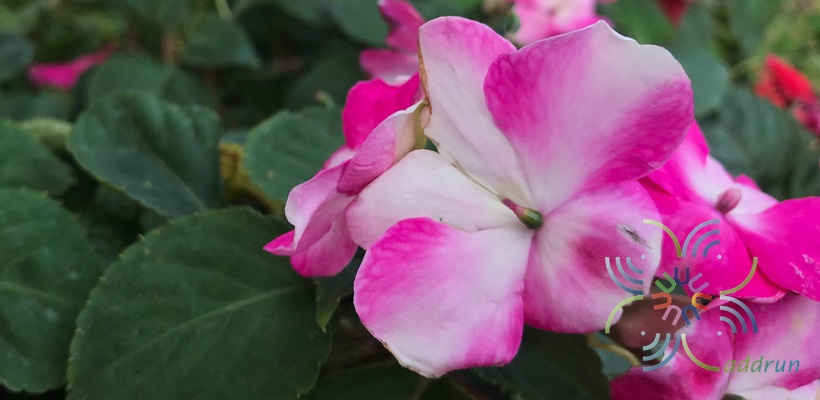 เทียนฝรั่ง Impatiens walleriana Hook. f.