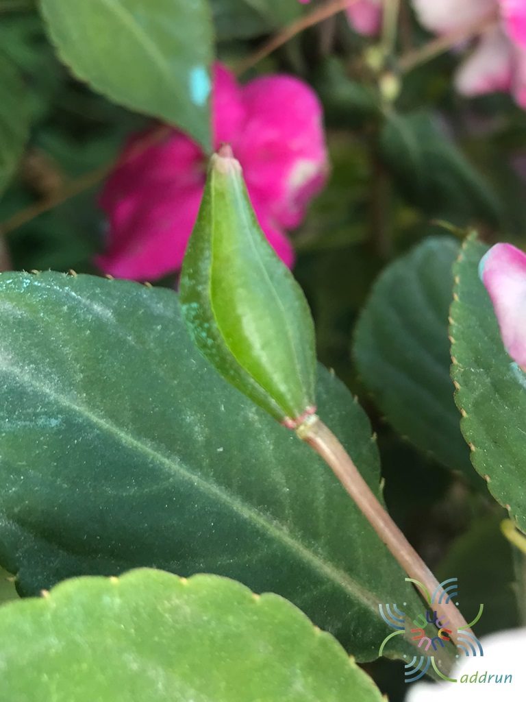 เทียนฝรั่ง <em>Impatiens walleriana</em> Hook. f.