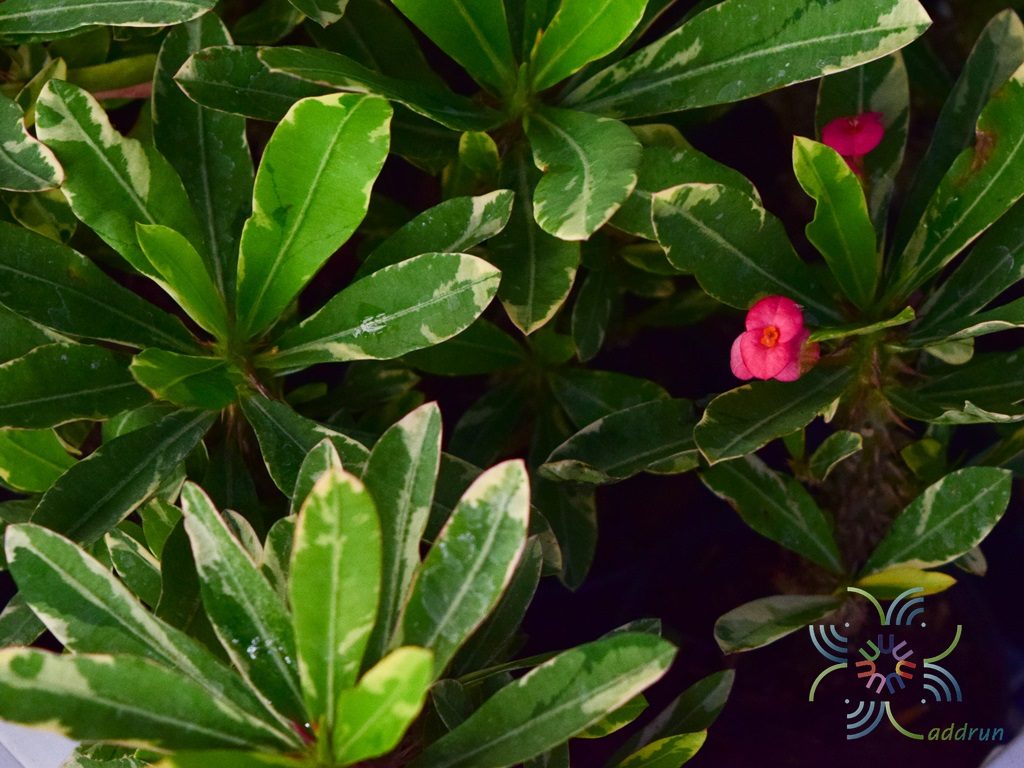 โป๊ยเซียนแคระด่าง Euphorbia sp.