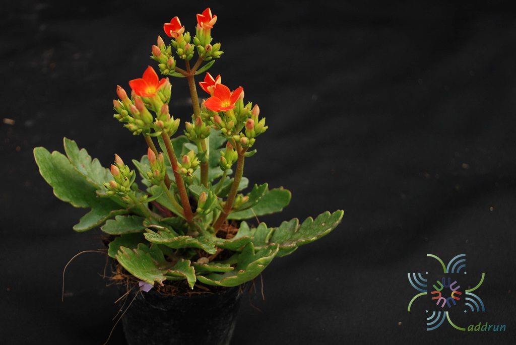 กุหลาบหินแดง Kalanchoe blossfeldiana Poelln.