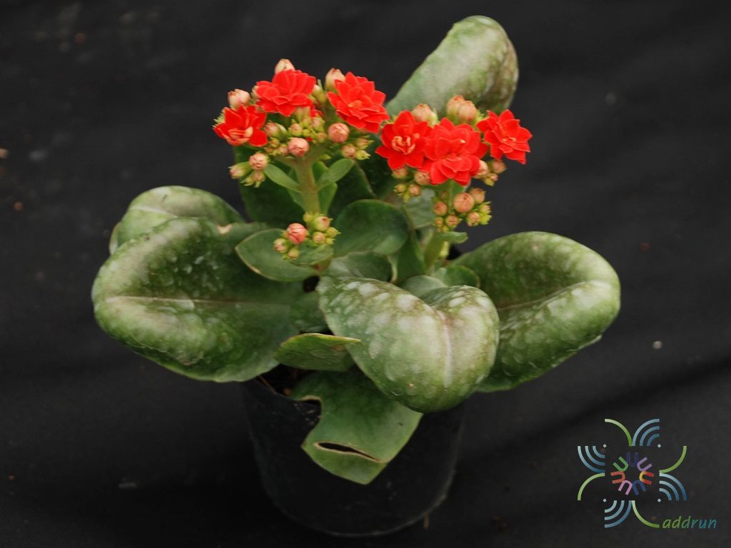 กุหลาบหินแดง Kalanchoe blossfeldiana Poelln.