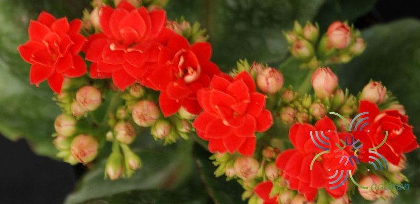 กุหลาบหินแดง Kalanchoe blossfeldiana Poelln.