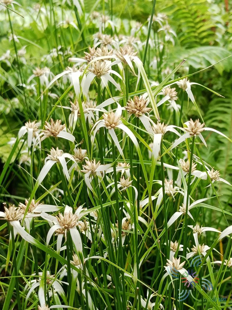 กกแก้ว Rhynchospora nervosa (Vahl) Boeckeler