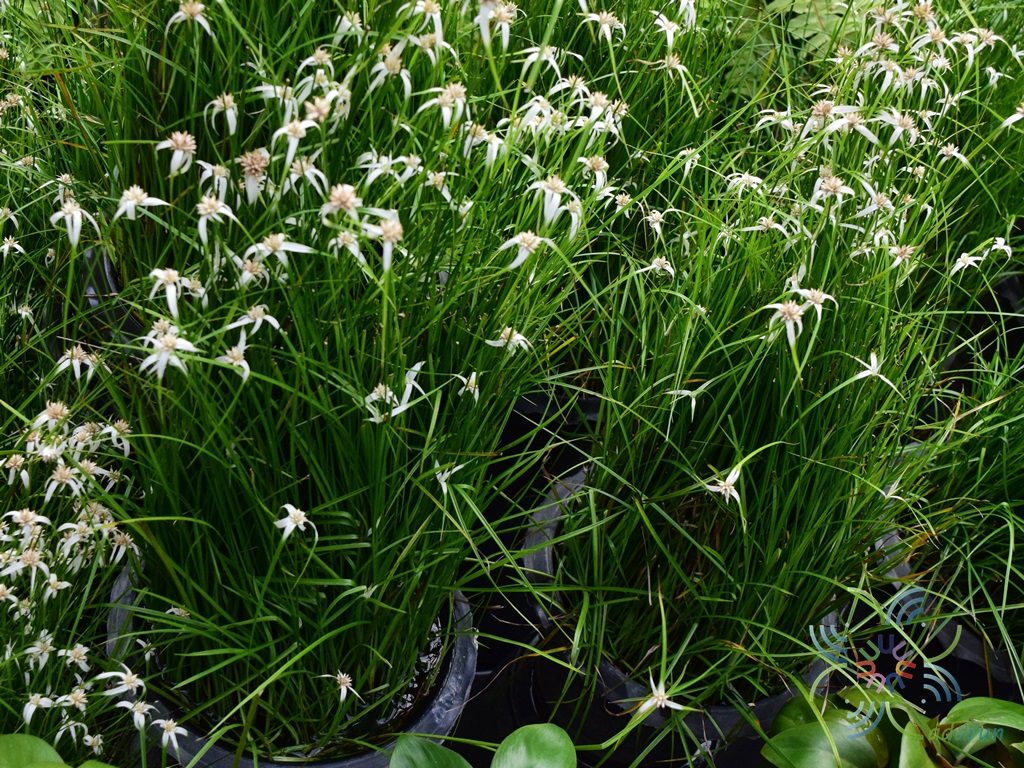 กกแก้ว Rhynchospora nervosa (Vahl) Boeckeler