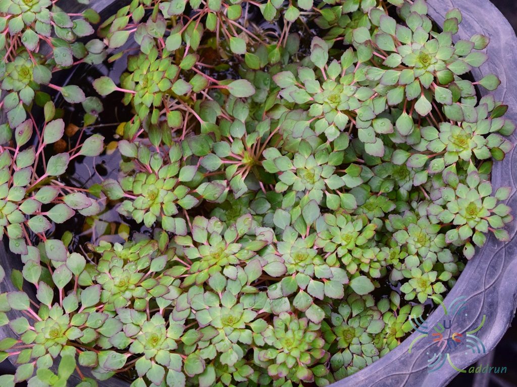 กระจับแก้ว Ludwigia sedioides (Humb. & Bonpl.) H.Hara