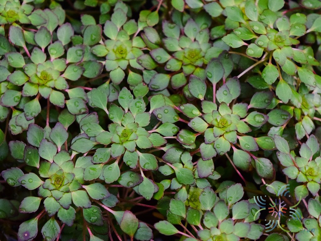 กระจับแก้ว Ludwigia sedioides (Humb. & Bonpl.) H.Hara