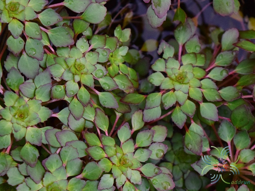 กระจับแก้ว Ludwigia sedioides (Humb. & Bonpl.) H.Hara