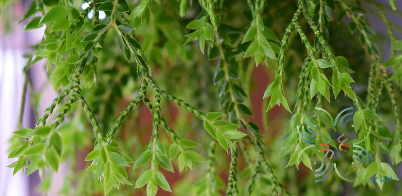 สร้อยนางกรองฟิลิปปินส์ Lycopodium sp.