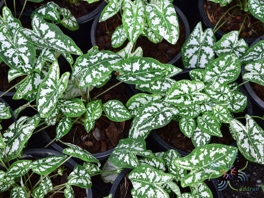 บอนพระยาเศวต Caladium humboldtii (Raf.) Schott