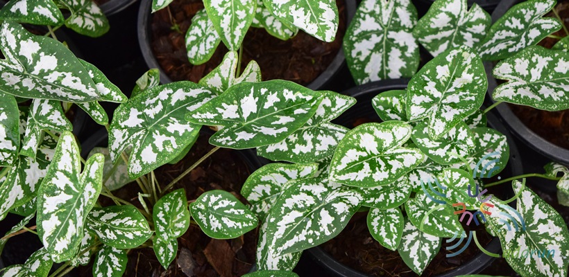 644_DSC_0249_Caladium humboldtii (Raf.) Schott.