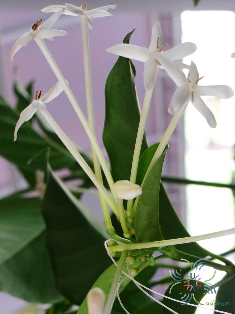 พุดดอกปีป Posoqueria latifolia (Rudge) Schult.