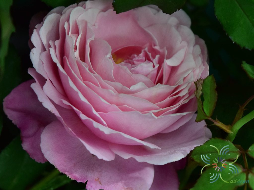 กุหลาบ Rosa hybrid