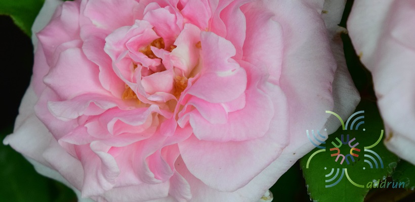 กุหลาบ Rosa hybrid