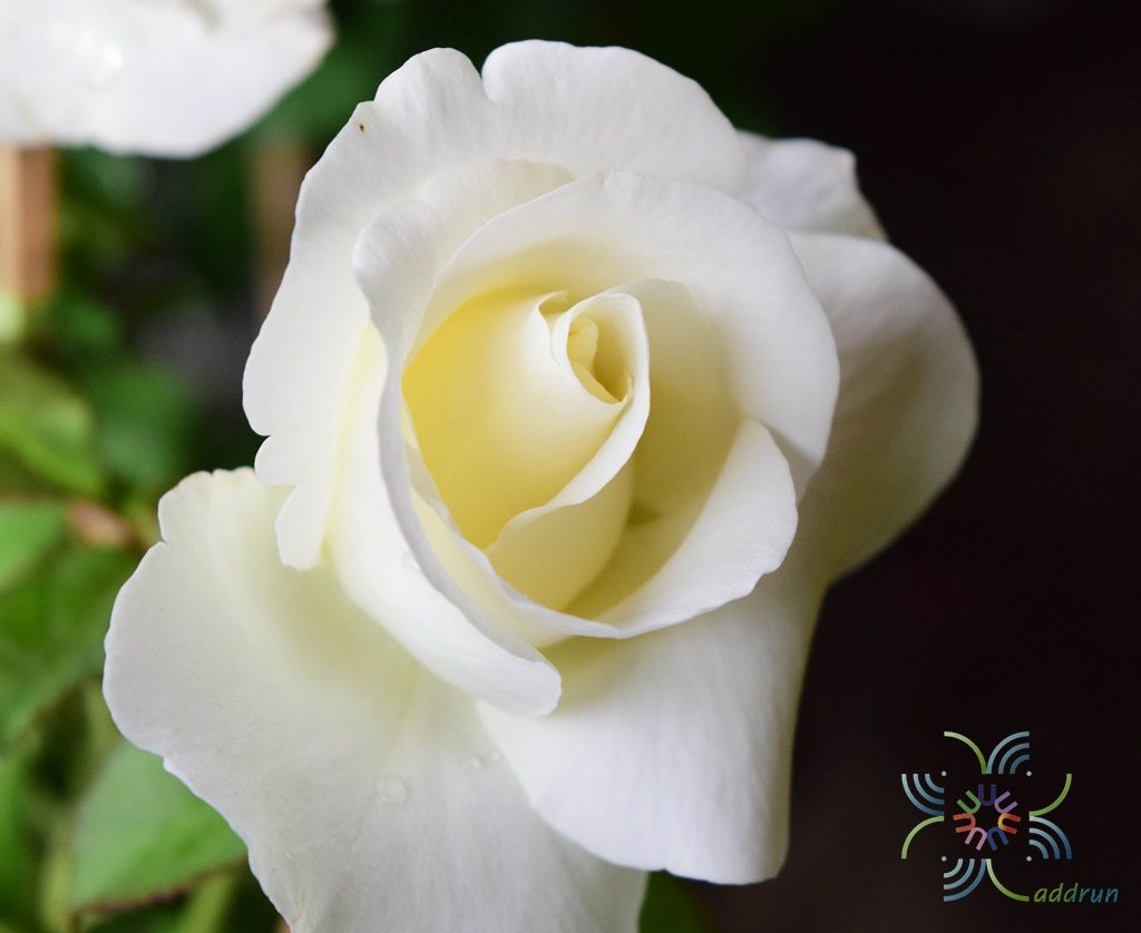 กุหลาบ Rosa hybrid