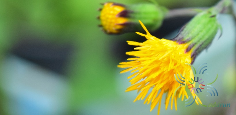 ว่านมหากาฬ Gynura pseudochina (L.) DC. var. hispida