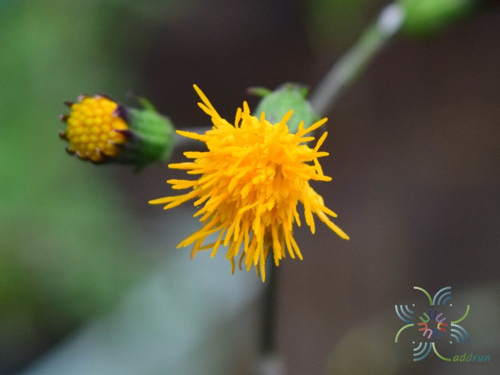 ว่านมหากาฬ Gynura pseudochina (L.) DC. var. hispida