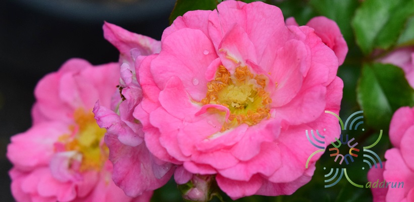 กุหลาบนีออน Rosa × damascena Herrm.