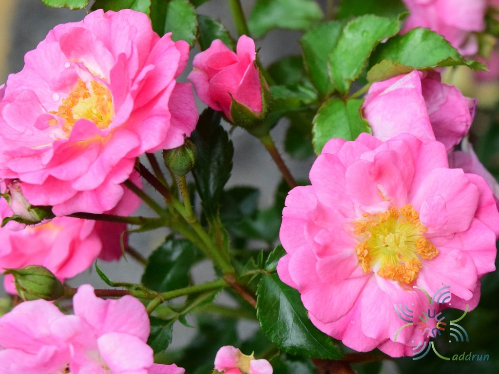 กุหลาบนีออน Rosa × damascena Herrm.