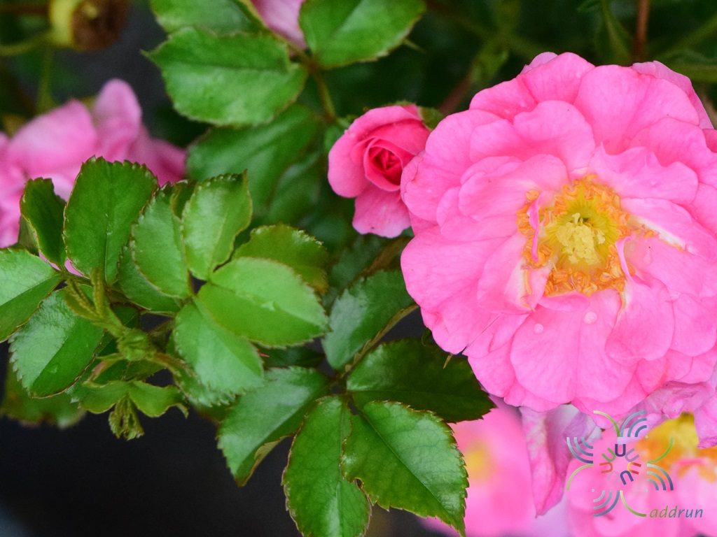 กุหลาบนีออน Rosa × damascena Herrm.
