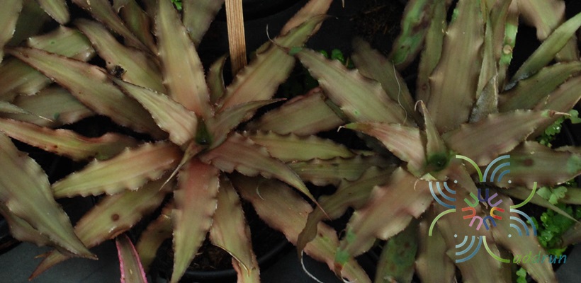 สับปะรดสี ดาวลูกไก่ Cryptanthus sp.