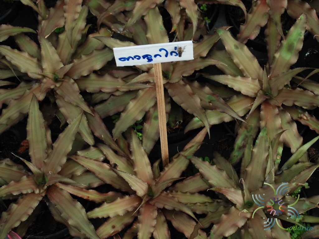 สับปะรดสี ดาวลูกไก่ Cryptanthus sp.