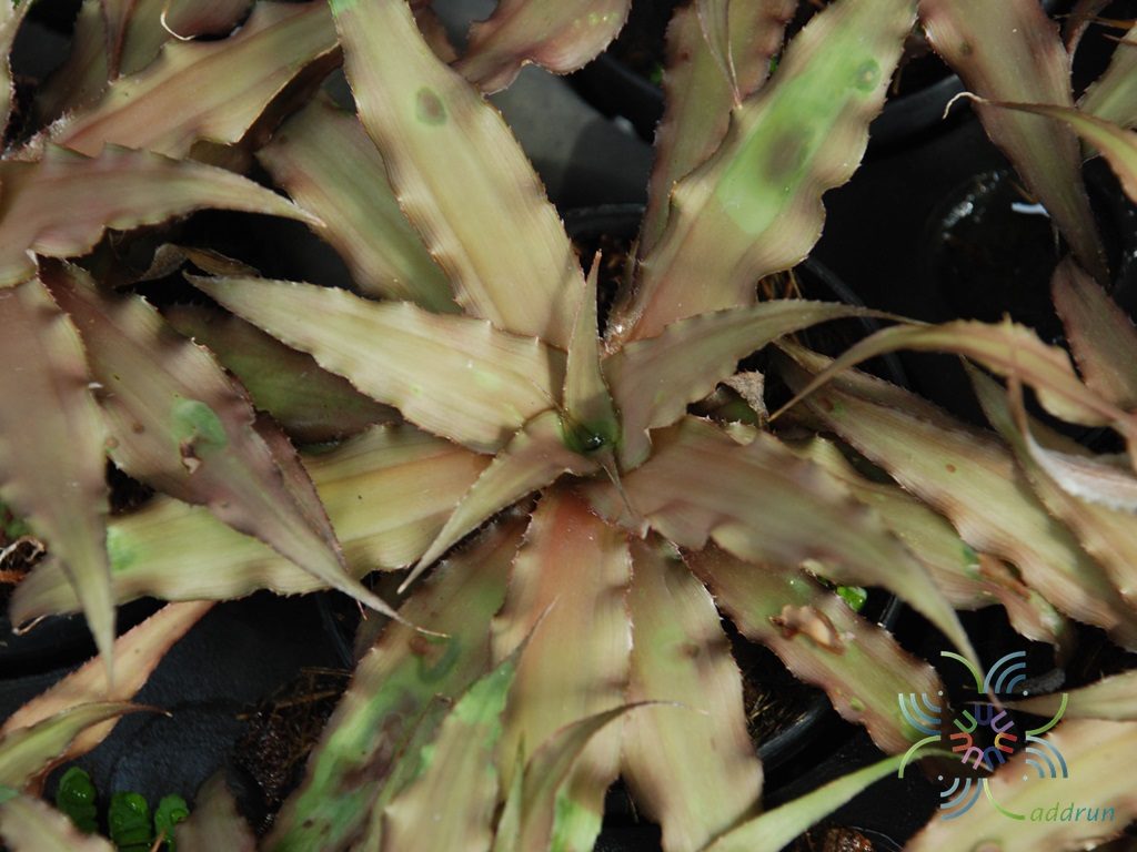 สับปะรดสี ดาวลูกไก่ Cryptanthus sp.