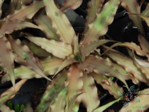 สับปะรดสี ดาวลูกไก่ Cryptanthus sp.