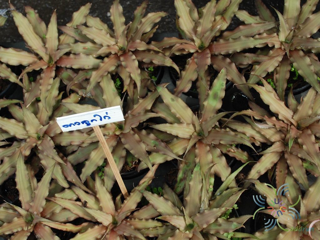 สับปะรดสี ดาวลูกไก่ Cryptanthus sp.
