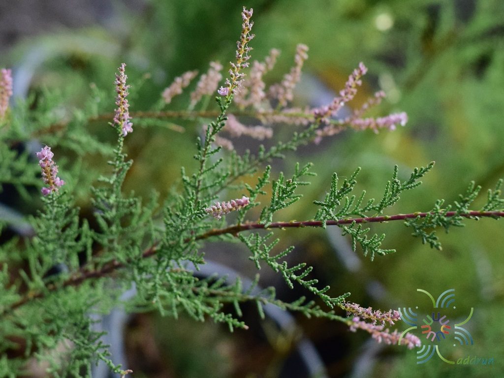 สนชมพู Tamarix smyrnensis Bunge