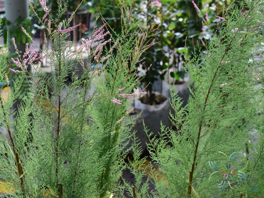 สนชมพู Tamarix smyrnensis Bunge