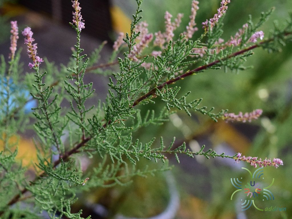 สนชมพู Tamarix smyrnensis Bunge