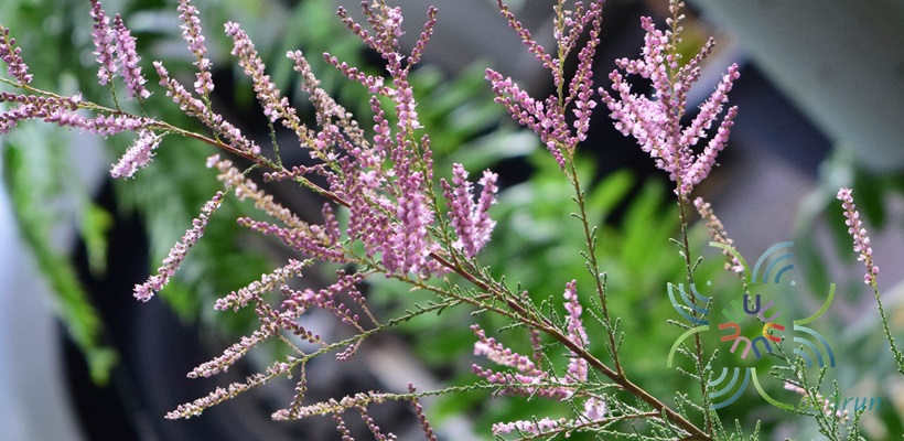 สนชมพู Tamarix smyrnensis Bunge