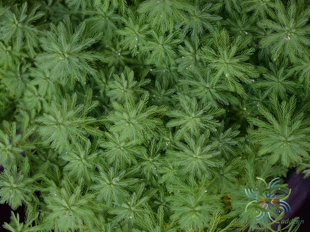 สาหร่ายแก้ว Myriophyllum aquaticum (Vell.) Verdc.