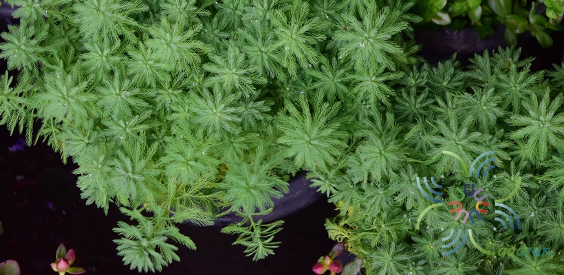 สาหร่ายแก้ว Myriophyllum aquaticum (Vell.) Verdc.