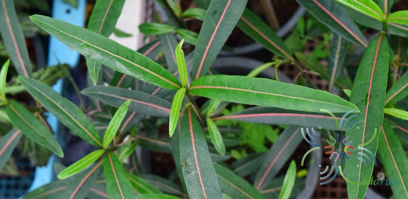 เสลดพังพอน (เพศผู้) Barleria lupulina Lindl.