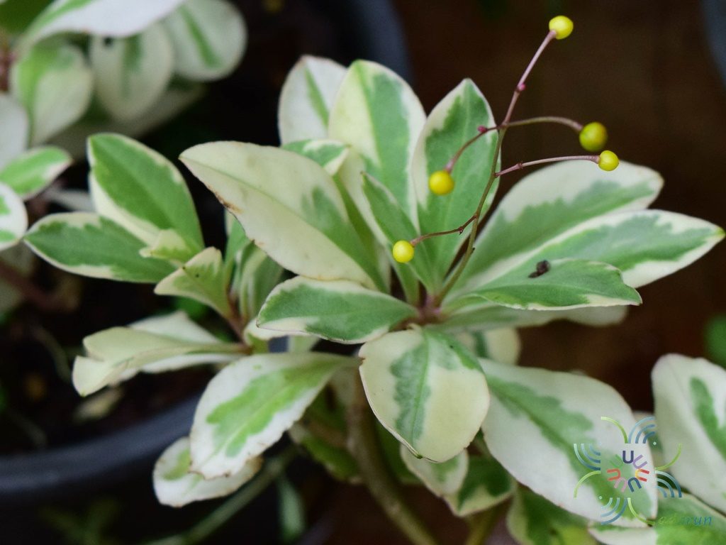 โสมไทยด่าง Talinum paniculatum (Jacq.) Gaertn.