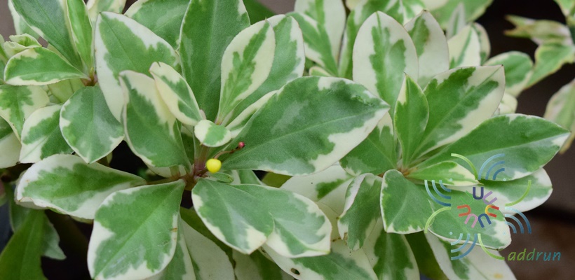 โสมไทยด่าง Talinum paniculatum (Jacq.) Gaertn.