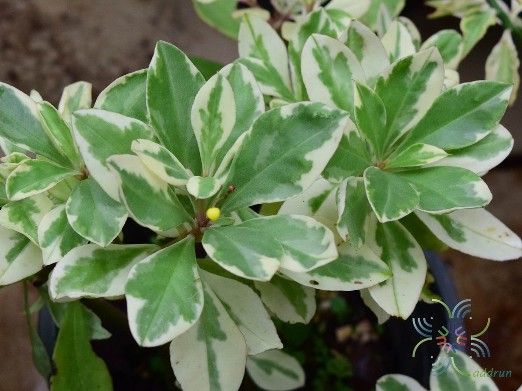 โสมไทยด่าง Talinum paniculatum (Jacq.) Gaertn.